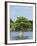 Young Cyprus Tree, Everglades, UNESCO World Heritage Site, Florida, USA, North America-Michael DeFreitas-Framed Photographic Print