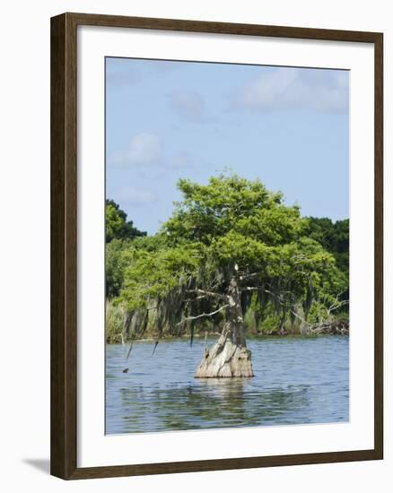 Young Cyprus Tree, Everglades, UNESCO World Heritage Site, Florida, USA, North America-Michael DeFreitas-Framed Photographic Print