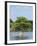 Young Cyprus Tree, Everglades, UNESCO World Heritage Site, Florida, USA, North America-Michael DeFreitas-Framed Photographic Print