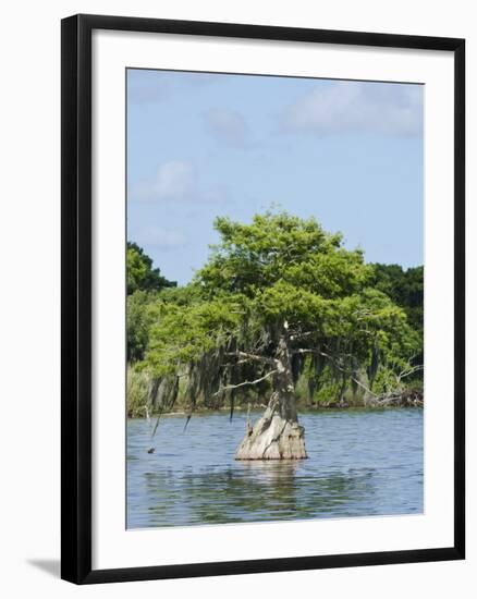 Young Cyprus Tree, Everglades, UNESCO World Heritage Site, Florida, USA, North America-Michael DeFreitas-Framed Photographic Print