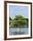 Young Cyprus Tree, Everglades, UNESCO World Heritage Site, Florida, USA, North America-Michael DeFreitas-Framed Photographic Print