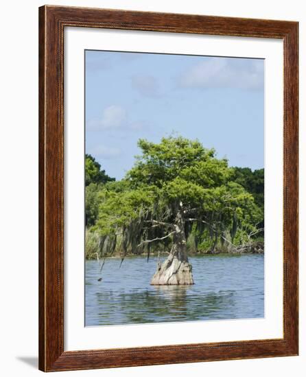 Young Cyprus Tree, Everglades, UNESCO World Heritage Site, Florida, USA, North America-Michael DeFreitas-Framed Photographic Print