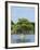 Young Cyprus Tree, Everglades, UNESCO World Heritage Site, Florida, USA, North America-Michael DeFreitas-Framed Photographic Print