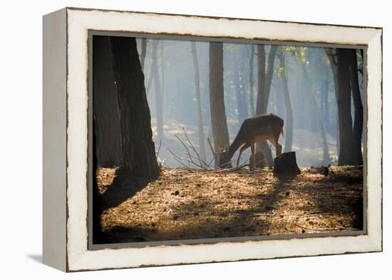 Young Deer Posing in the Forest-Fotografiecor-Framed Premier Image Canvas