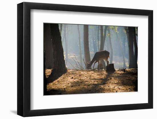 Young Deer Posing in the Forest-Fotografiecor-Framed Photographic Print