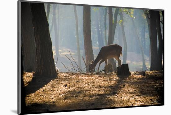 Young Deer Posing in the Forest-Fotografiecor-Mounted Photographic Print