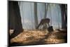 Young Deer Posing in the Forest-Fotografiecor-Mounted Photographic Print