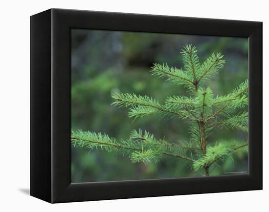 Young Douglas Fir Tree, North Cascades National Park, Washington, USA-Brent Bergherm-Framed Premier Image Canvas