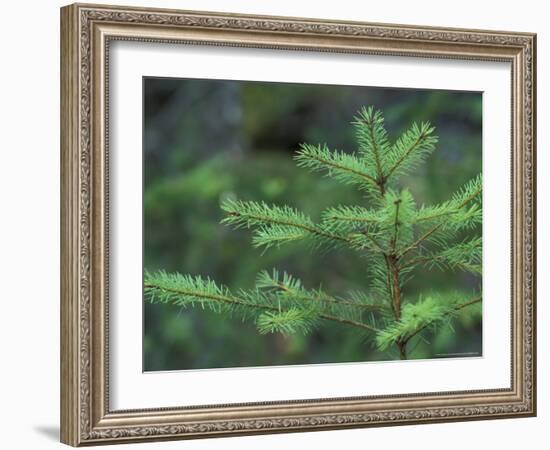 Young Douglas Fir Tree, North Cascades National Park, Washington, USA-Brent Bergherm-Framed Photographic Print