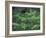 Young Douglas Fir Tree, North Cascades National Park, Washington, USA-Brent Bergherm-Framed Photographic Print