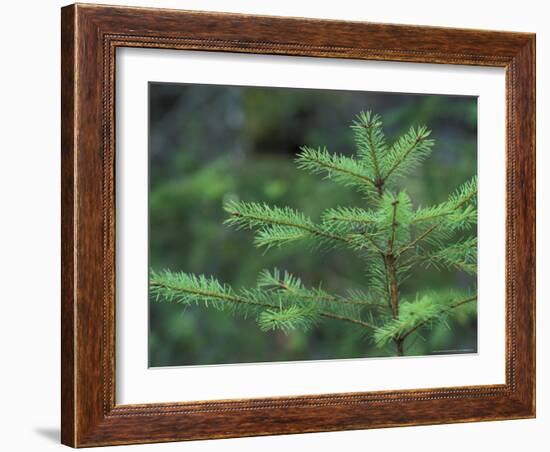 Young Douglas Fir Tree, North Cascades National Park, Washington, USA-Brent Bergherm-Framed Photographic Print