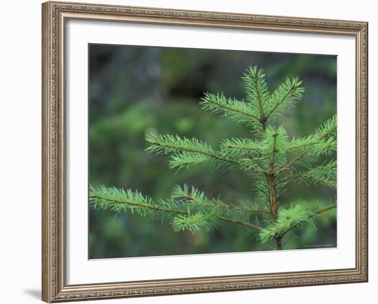 Young Douglas Fir Tree, North Cascades National Park, Washington, USA-Brent Bergherm-Framed Photographic Print