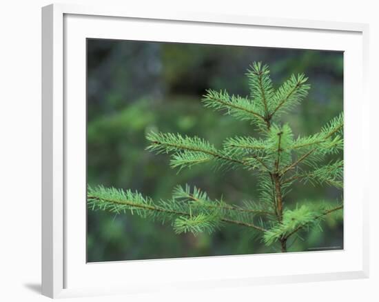 Young Douglas Fir Tree, North Cascades National Park, Washington, USA-Brent Bergherm-Framed Photographic Print