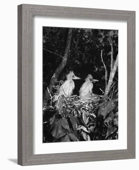 Young Egrets-Evans-Framed Photographic Print