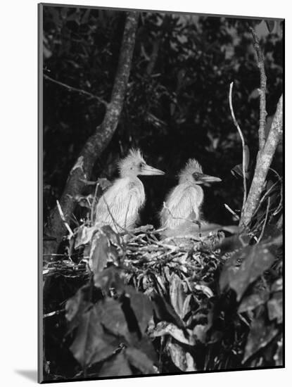 Young Egrets-Evans-Mounted Photographic Print