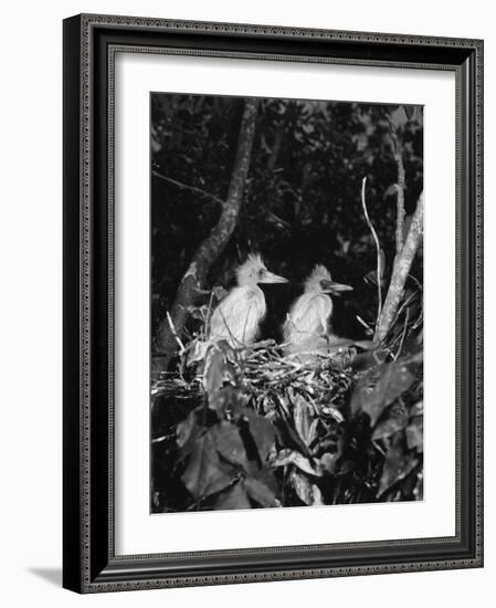 Young Egrets-Evans-Framed Photographic Print