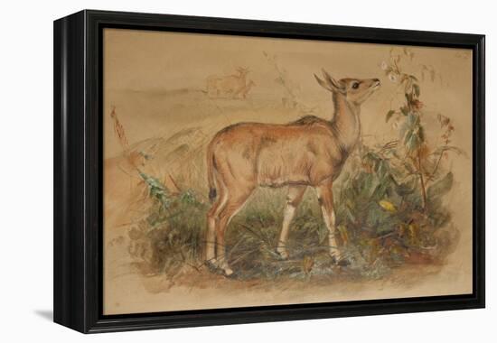 Young Eland-Joseph Wolf-Framed Premier Image Canvas