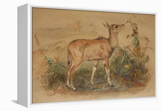 Young Eland-Joseph Wolf-Framed Premier Image Canvas