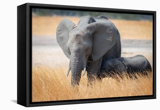 Young elephant calf and its mother in Hwange National Park, Zimbabwe, Africa-Karen Deakin-Framed Premier Image Canvas