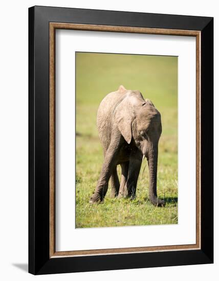 Young elephant, Masai Mara, Kenya, East Africa, Africa-Karen Deakin-Framed Photographic Print