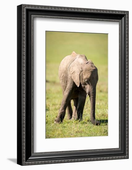 Young elephant, Masai Mara, Kenya, East Africa, Africa-Karen Deakin-Framed Photographic Print