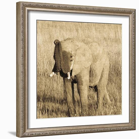 Young Elephant-Susann Parker-Framed Photo