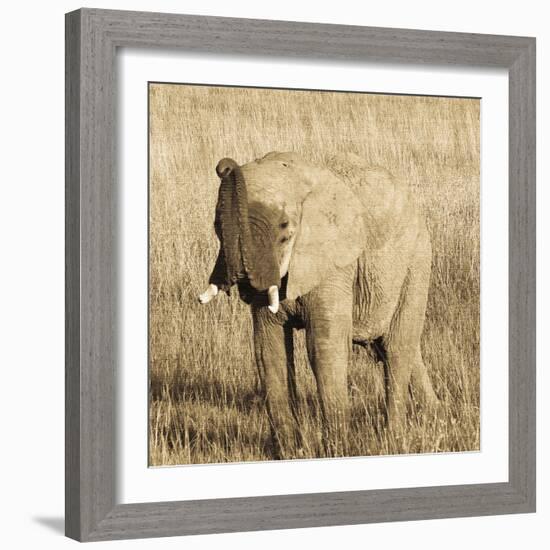 Young Elephant-Susann Parker-Framed Photo