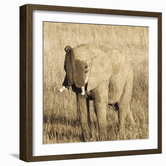 Young Elephant-Susann Parker-Framed Photo