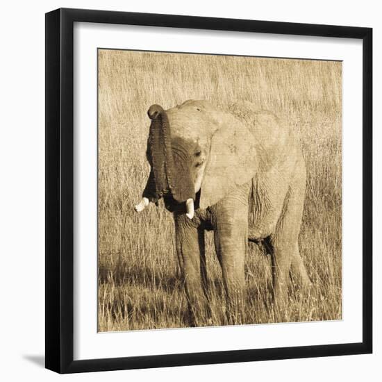 Young Elephant-Susann Parker-Framed Photo