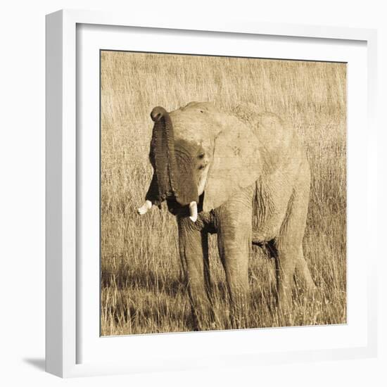 Young Elephant-Susann Parker-Framed Photo