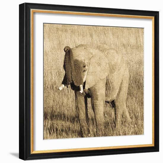 Young Elephant-Susann Parker-Framed Photo