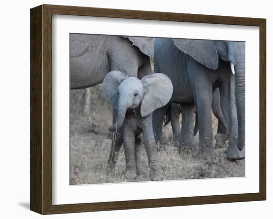 Young Elephant-Scott Bennion-Framed Photo