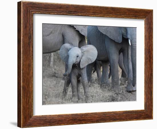 Young Elephant-Scott Bennion-Framed Photo