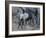 Young Elephant-Scott Bennion-Framed Photo