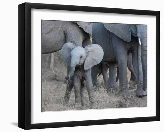 Young Elephant-Scott Bennion-Framed Photo