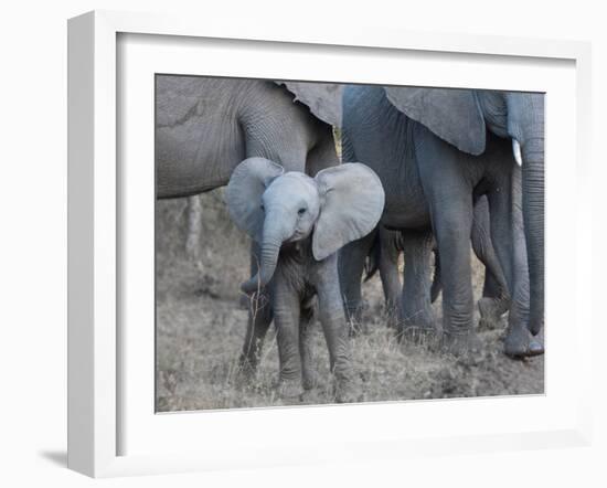 Young Elephant-Scott Bennion-Framed Photo