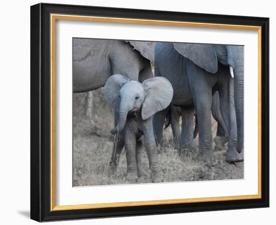 Young Elephant-Scott Bennion-Framed Photo