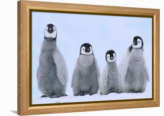 Young Emperor Penguins-DLILLC-Framed Premier Image Canvas