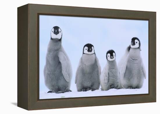 Young Emperor Penguins-DLILLC-Framed Premier Image Canvas