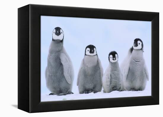 Young Emperor Penguins-DLILLC-Framed Premier Image Canvas