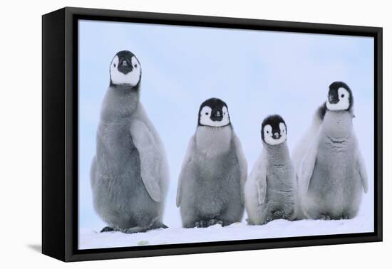 Young Emperor Penguins-DLILLC-Framed Premier Image Canvas