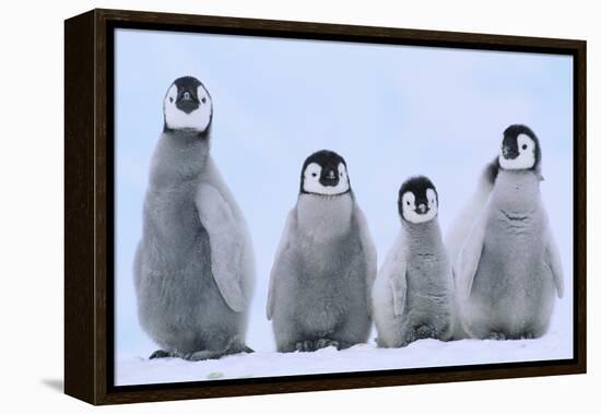 Young Emperor Penguins-DLILLC-Framed Premier Image Canvas