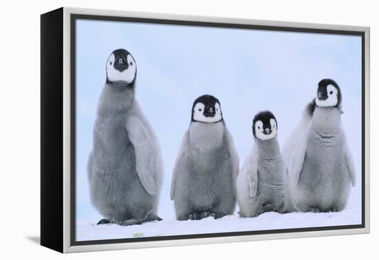 Young Emperor Penguins-DLILLC-Framed Premier Image Canvas