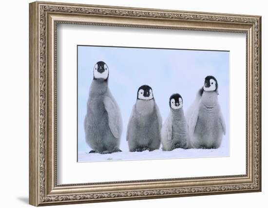 Young Emperor Penguins-DLILLC-Framed Photographic Print