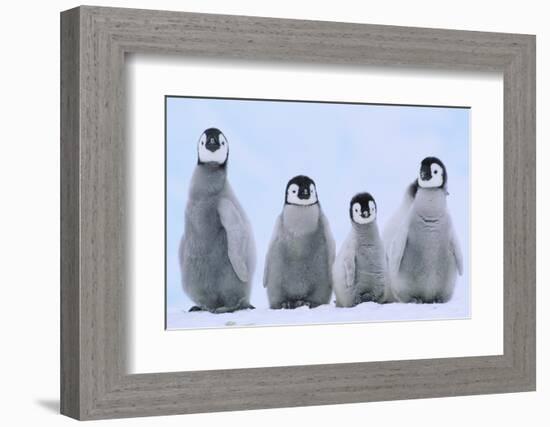 Young Emperor Penguins-DLILLC-Framed Photographic Print