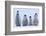 Young Emperor Penguins-DLILLC-Framed Photographic Print