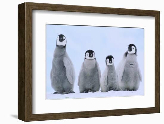 Young Emperor Penguins-DLILLC-Framed Photographic Print