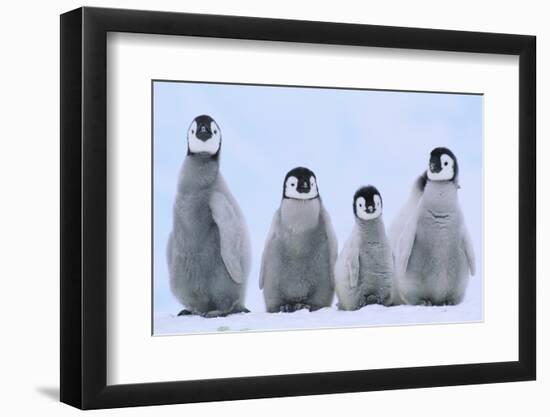 Young Emperor Penguins-DLILLC-Framed Photographic Print