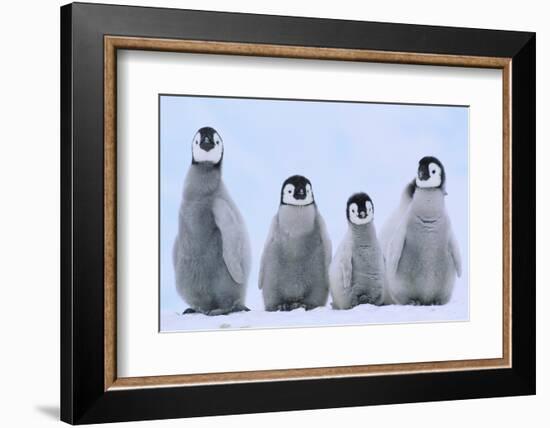 Young Emperor Penguins-DLILLC-Framed Photographic Print