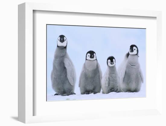 Young Emperor Penguins-DLILLC-Framed Photographic Print